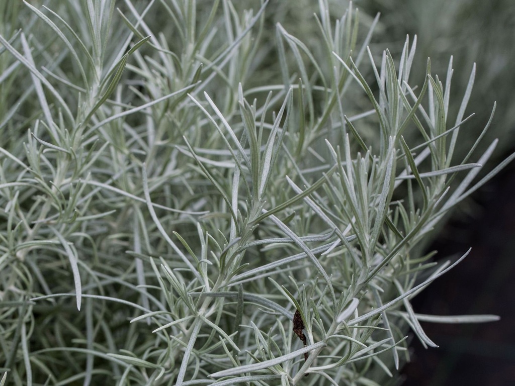 Helichrysum italicum 'Tall'