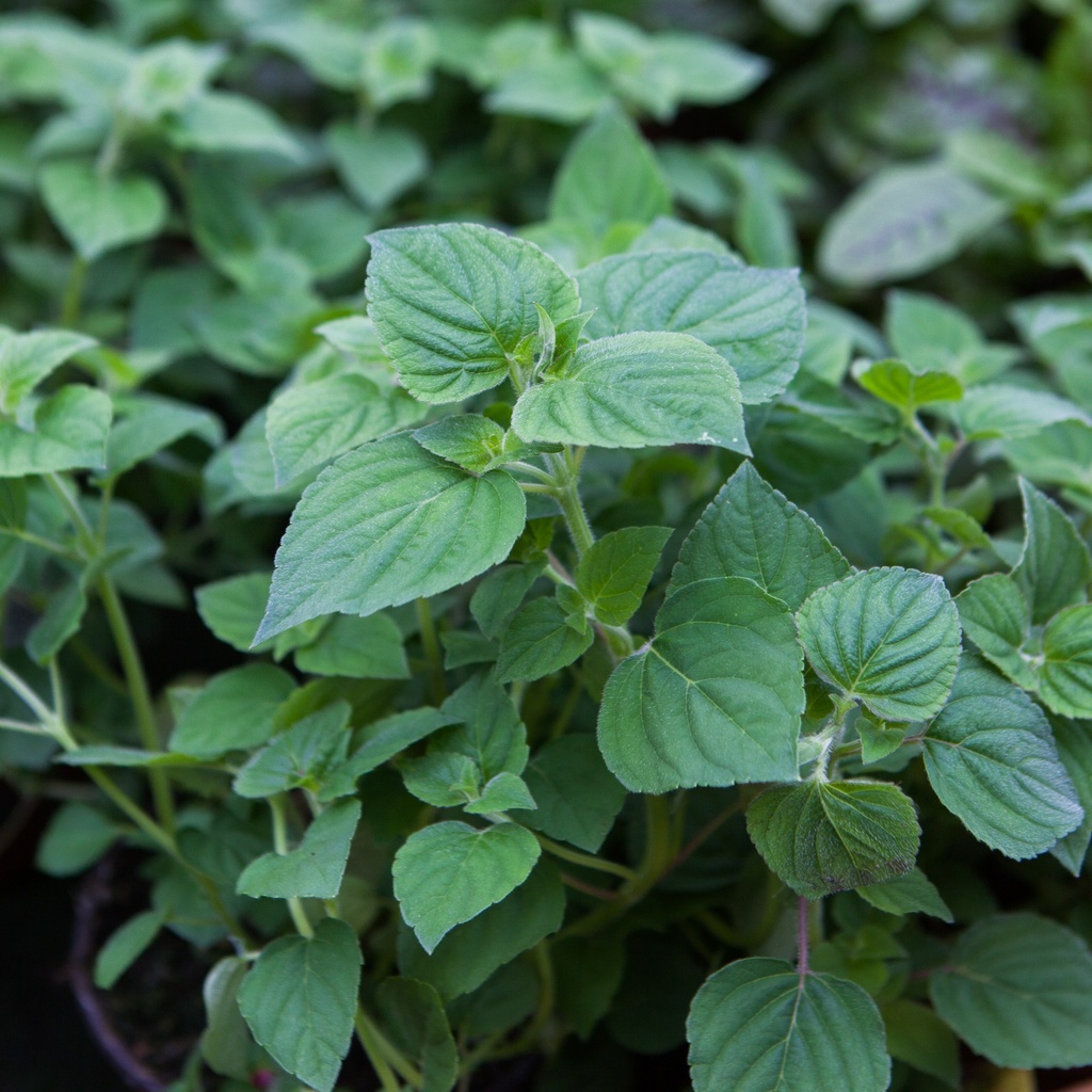 Salvia elegans 'Scarlet Tangerine'