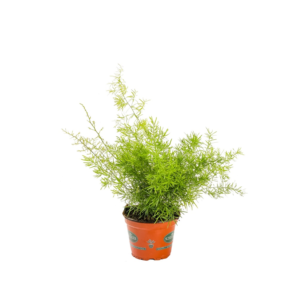 Asparagus densiflorus 'Sprengeri'