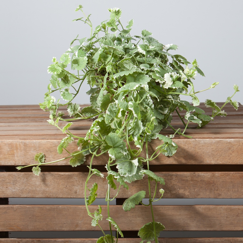 Glechoma hederacea 'Variegata'