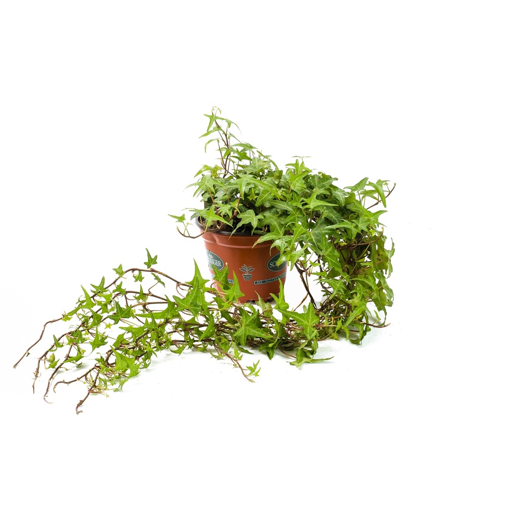 Hedera helix