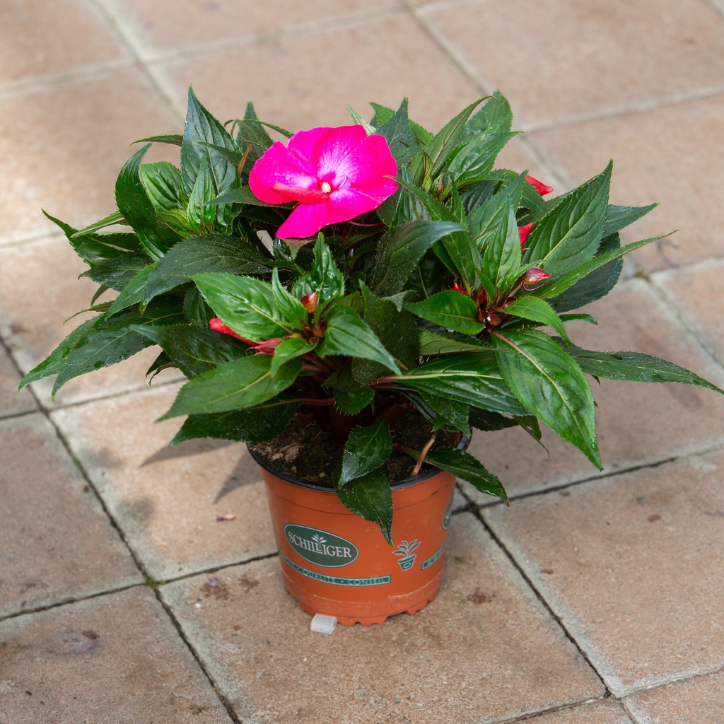 Impatiens Nouvelle-Guinée