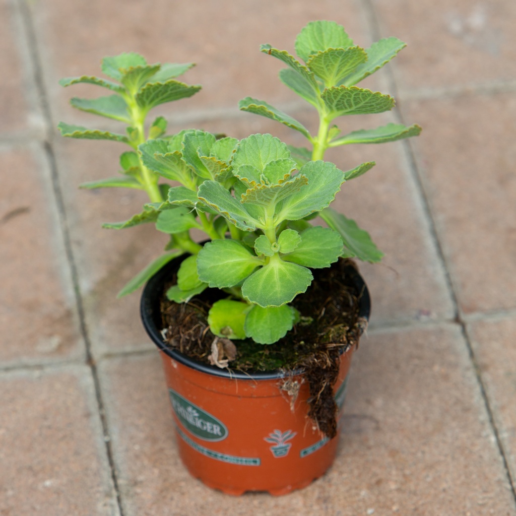 Coleus canina