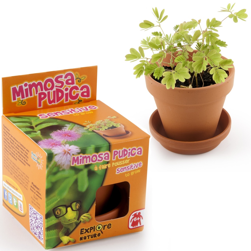 Mimosa Pudica