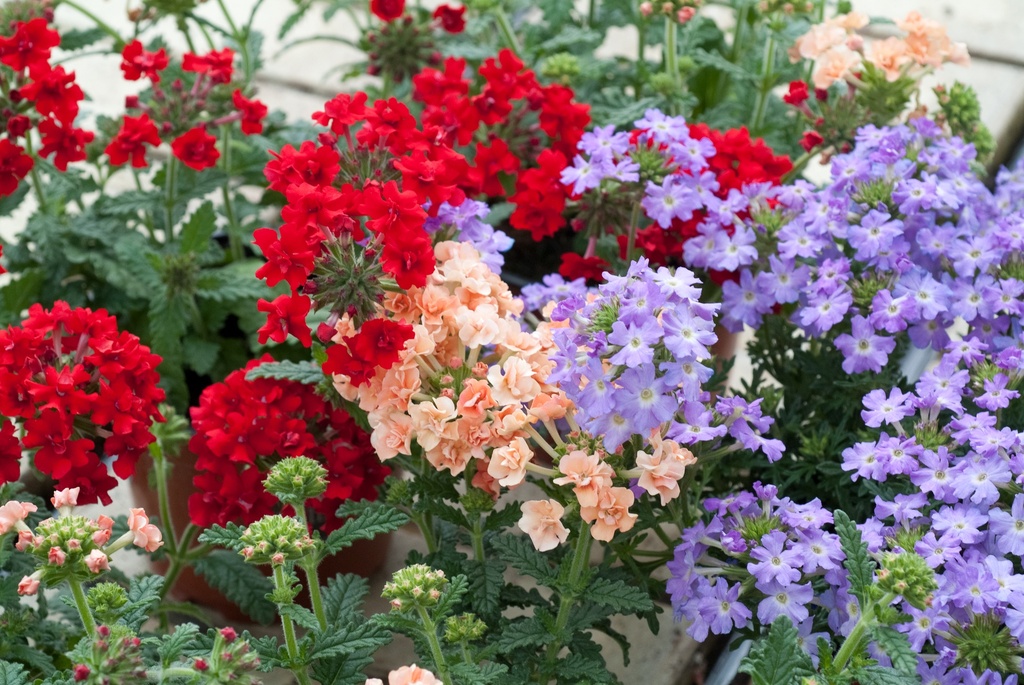 Verbena