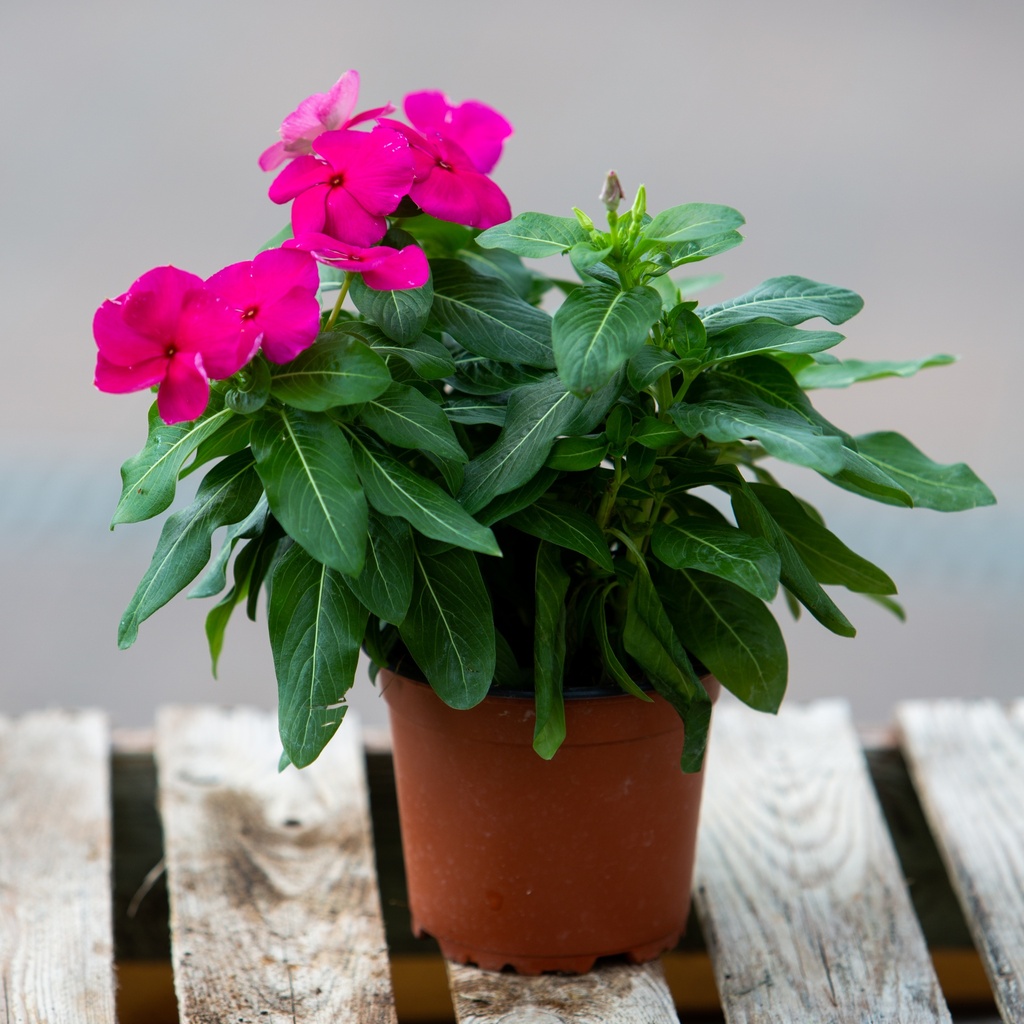 Catharanthus roseus