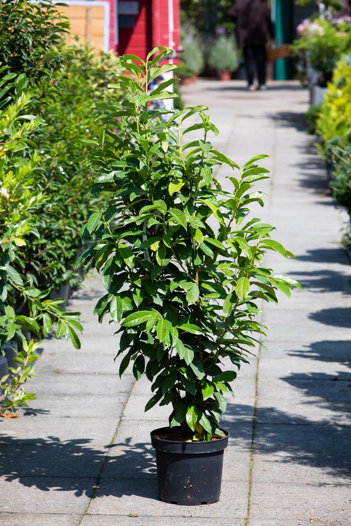 Prunus laurocerasus 'Genolia'