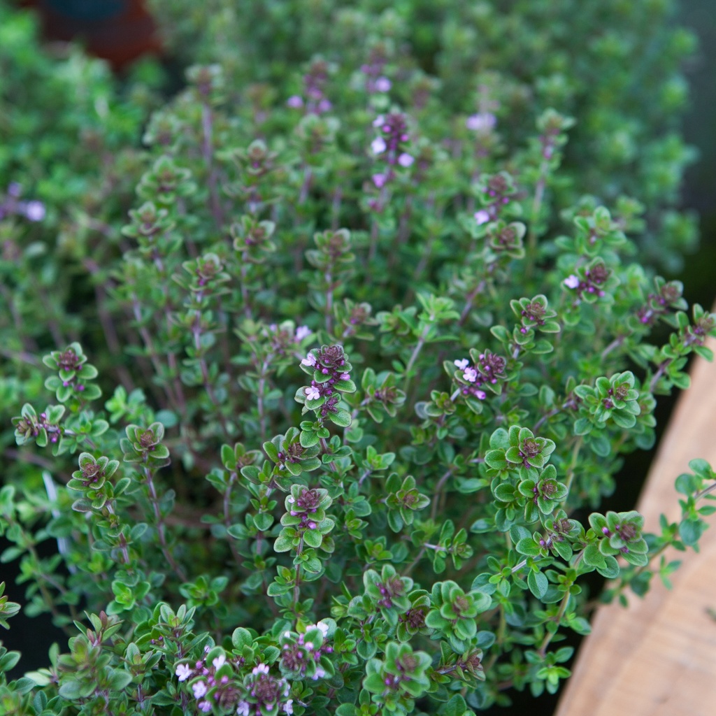 Thymus citriodorus
