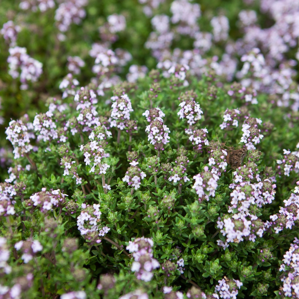 Thymus vulgaris 'Compactus'