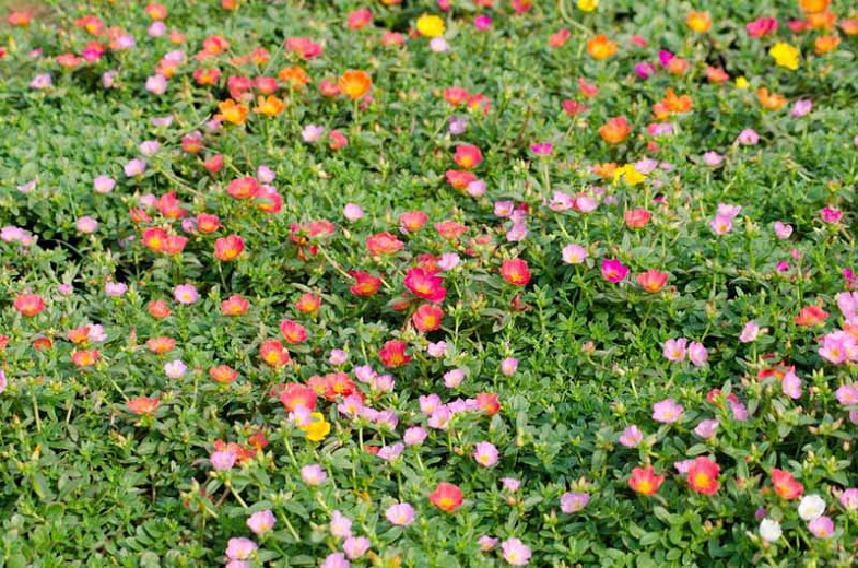 Portulaca grandiflora
