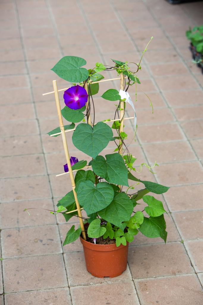Ipomoea purpurea 'Grandpa Ott's'