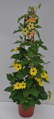 Thunbergia alata en pyramide
