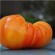 Tomate 'Ananas'