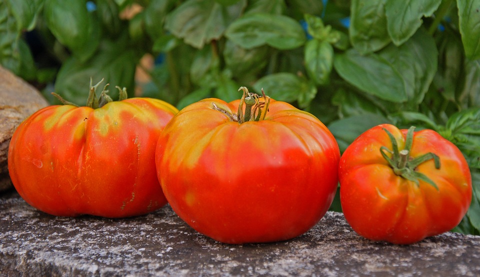 Tomate 'Russe'