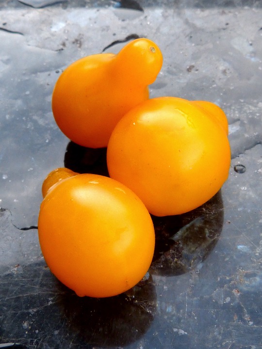 Tomate 'Dolly F1'