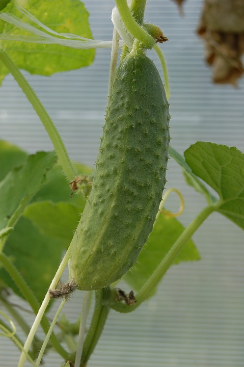 Cornichon 'Petit vert de Paris'