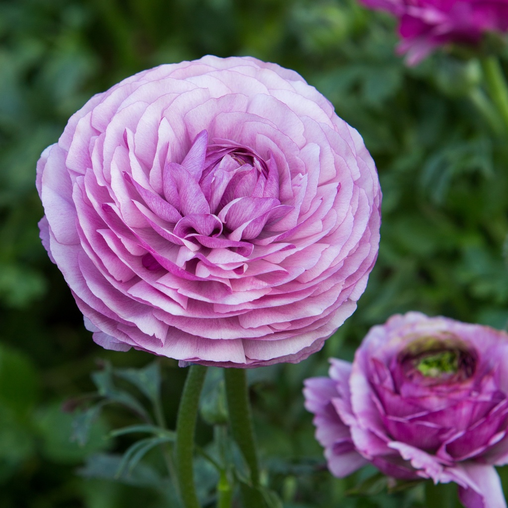 Ranunculus asiaticus 'Bloomingdale'