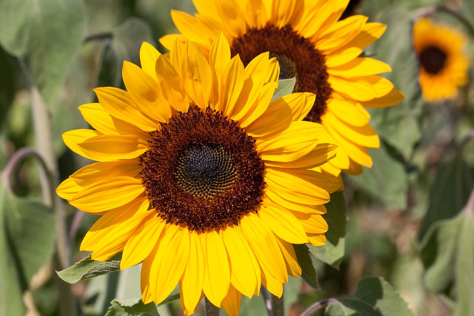 Helianthus annuus