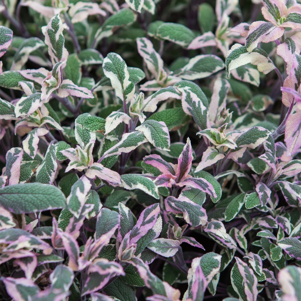 Salvia officinalis 'Tricolor'