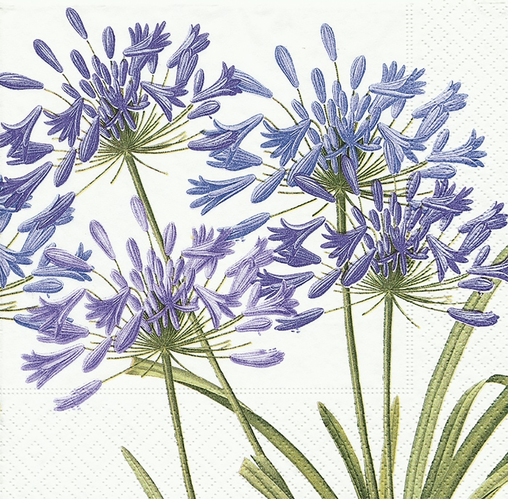 Serviettes Agapanthus