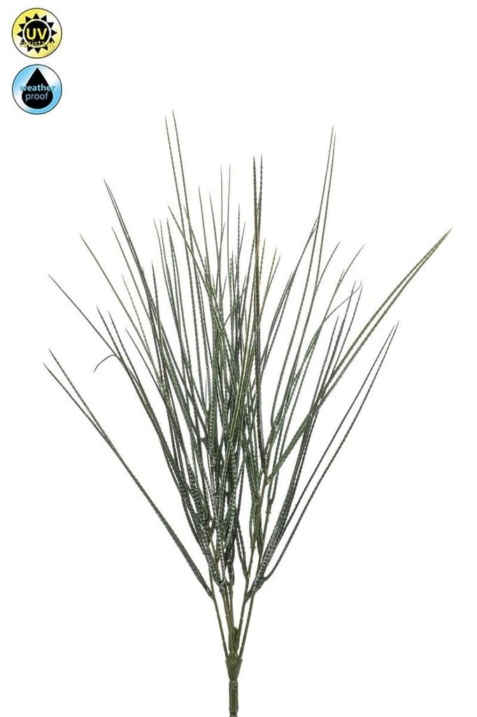 Cytisus résistant UV artificiel