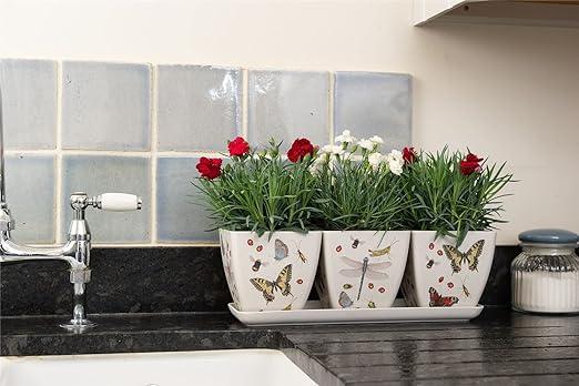 Set de 3 pots sur Soucoupe Modèle Insectes par Iona Buchanan