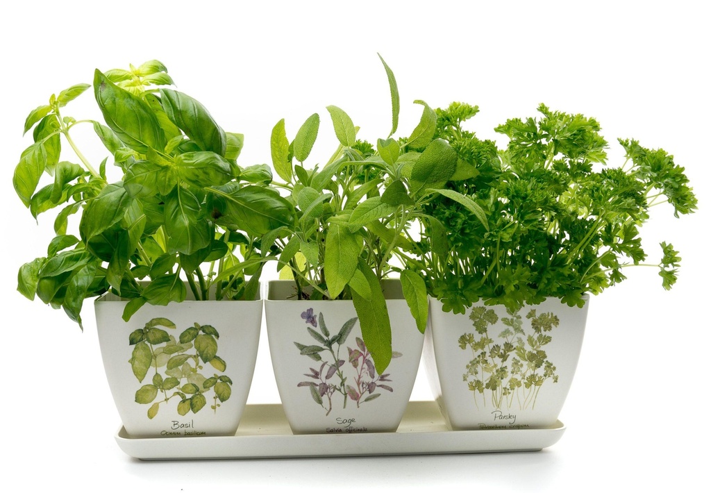 Set de 3 pots sur Soucoupe Modèle Herbes par Iona Buchanan