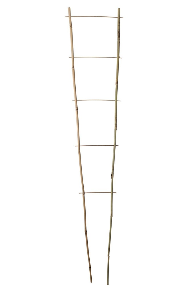 ECHELLE BAMBOO