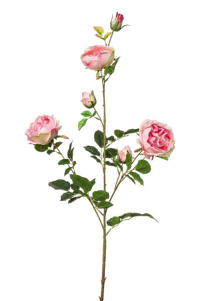 Rose Austin en branche artificielle