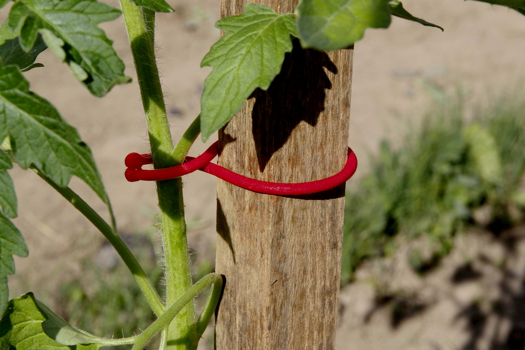 TOMATOCLIP  nouveau TOMATOCLIP lot de 25