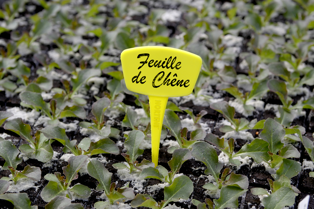 LABEL 15  10 Étiquettes à planter.
