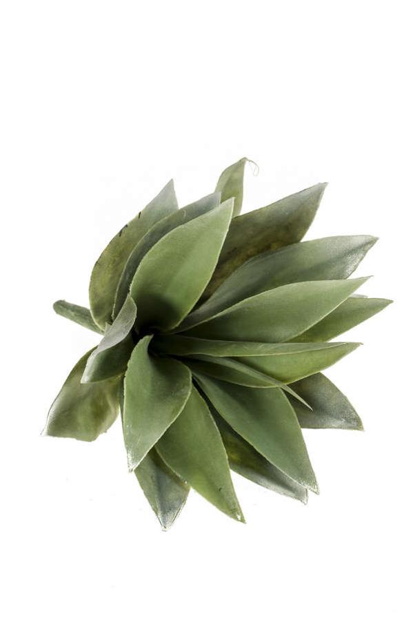 Agave à piquer