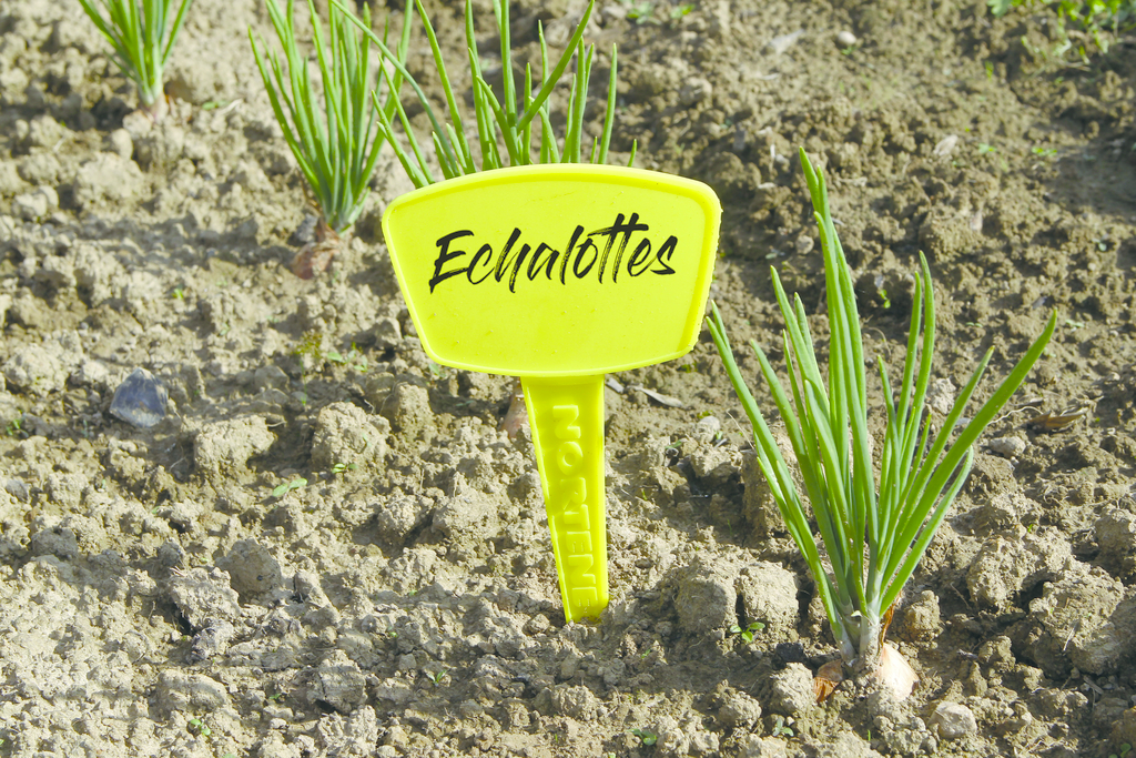 LABEL 35  5 Etiquettes à planter.