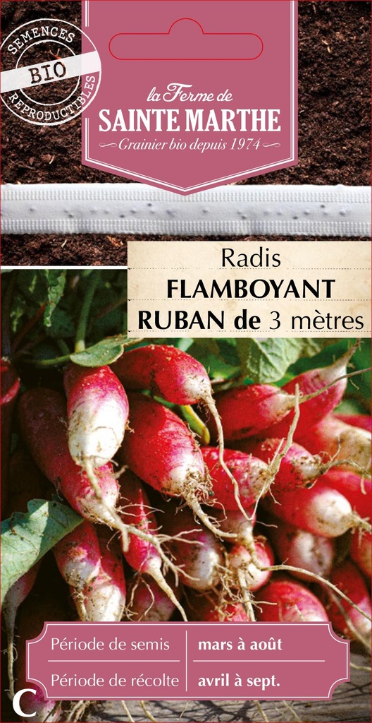 Radis Flamboyant 2