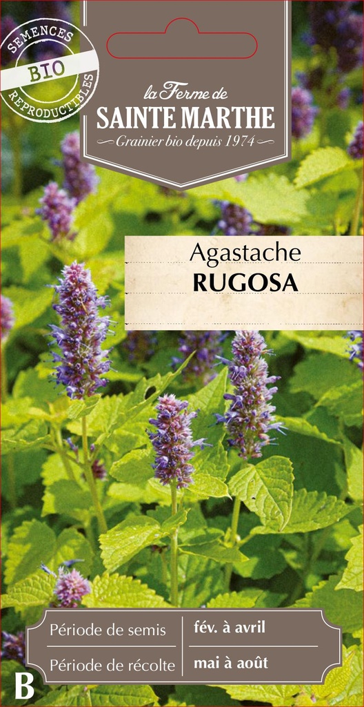 Agastache Rugosa