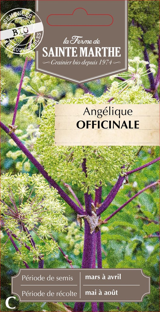Angélique Officinale