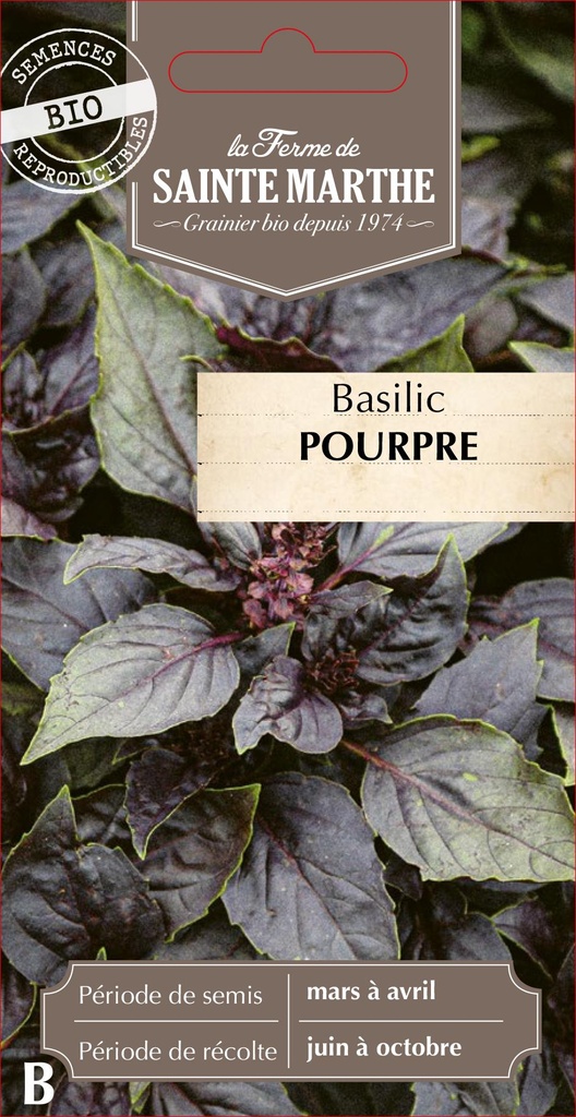 Basilic Pourpre