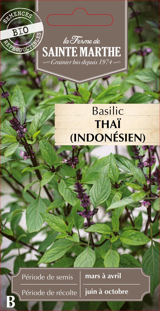 Basilic Thaï Ou Indonésien