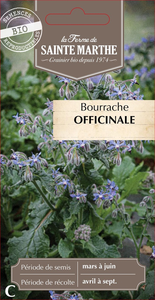 Bourrache Officinale