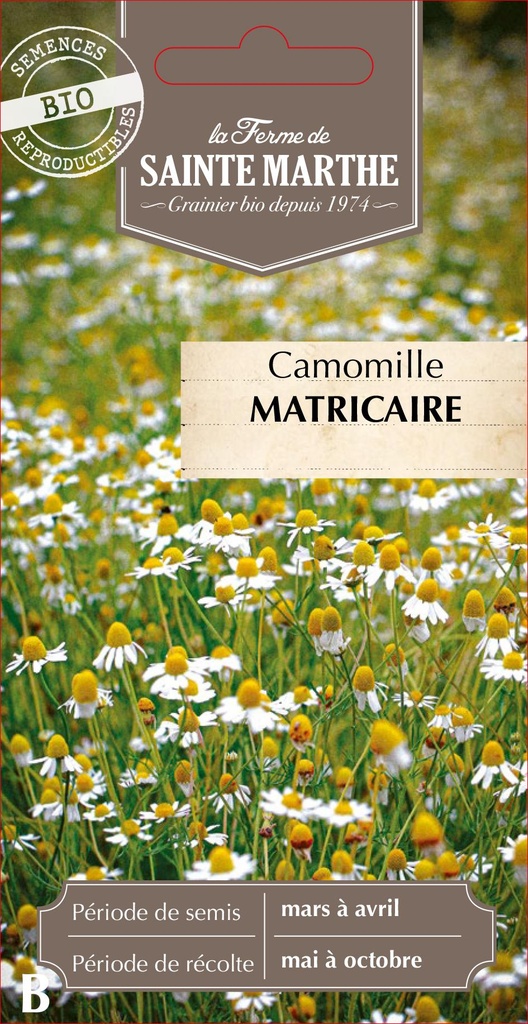 Camomille Matricaire