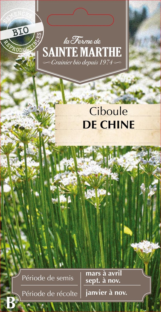 Ciboule De Chine