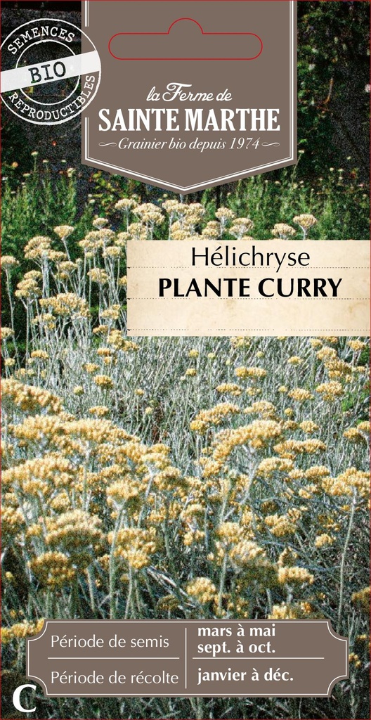 Hélichryse Plante Curry