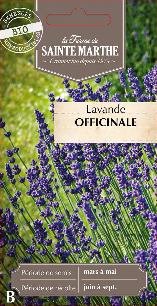 Lavande Officinale