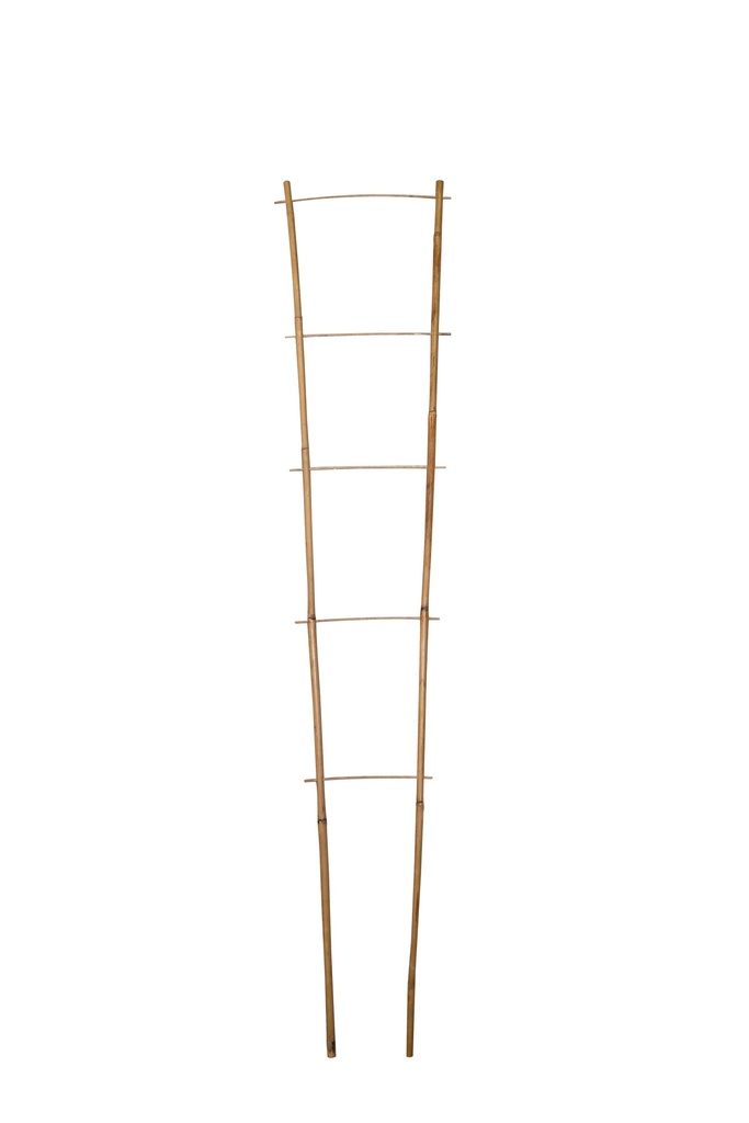 Tuteurs Echelle Bambou Dia 8 -14 Mm X H. 120 Cm (À L'Unité)