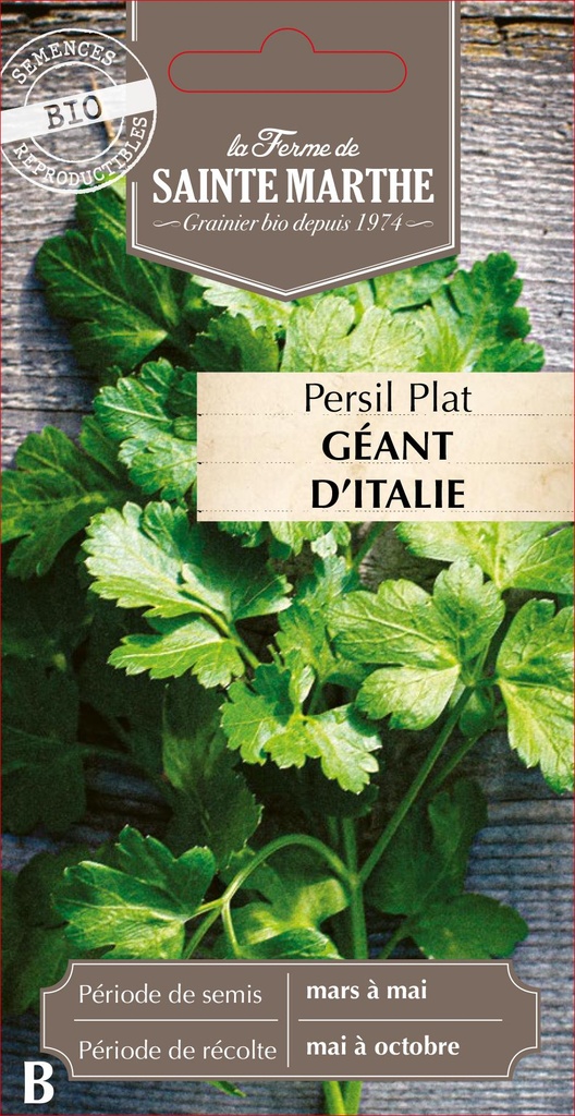 Persil Plat Géant D'Italie