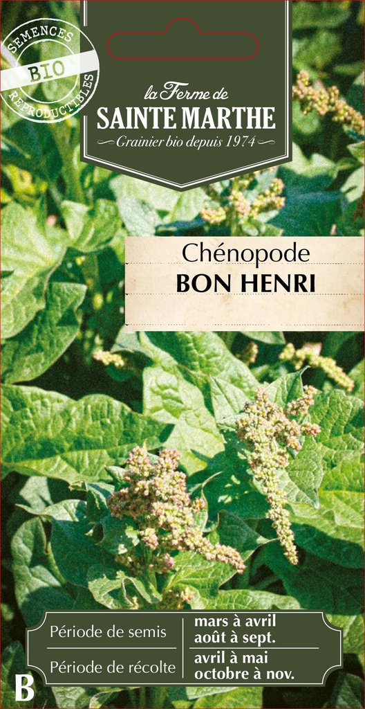 Chenopode Bon Henri