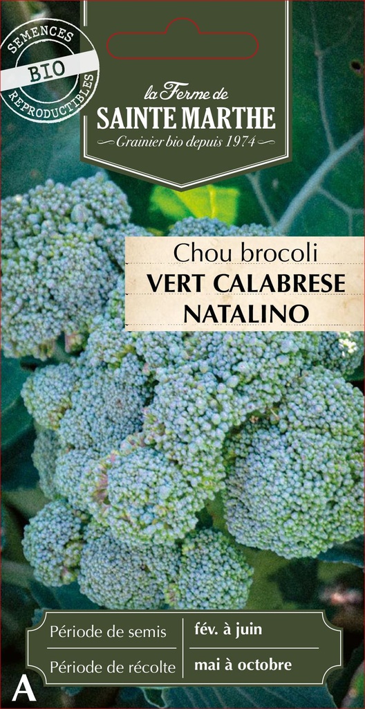 Chou Brocoli Vert Calabrese Natalino