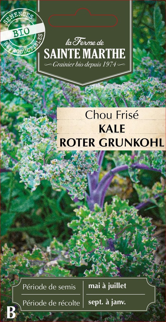 Chou Frisé Kale Roter Grunkohl