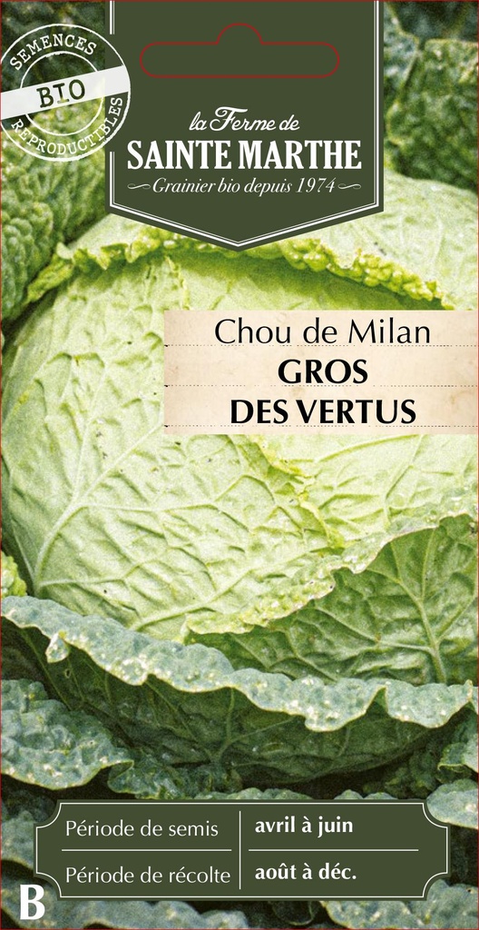 Chou De Milan Gros Des Vertus 4