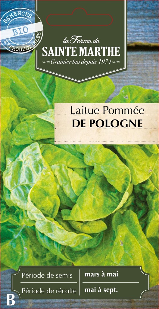 Laitue Pommée De Pologne